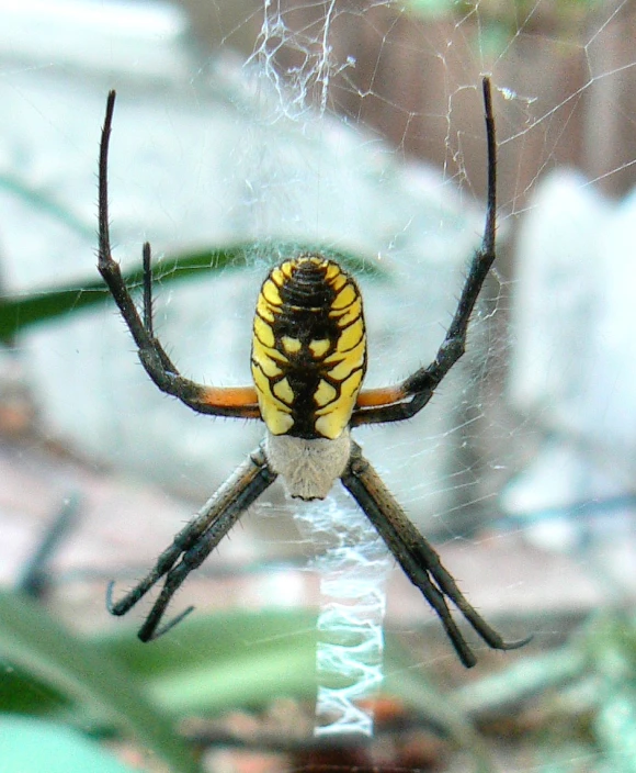 an orange and black spider hanging out of its web