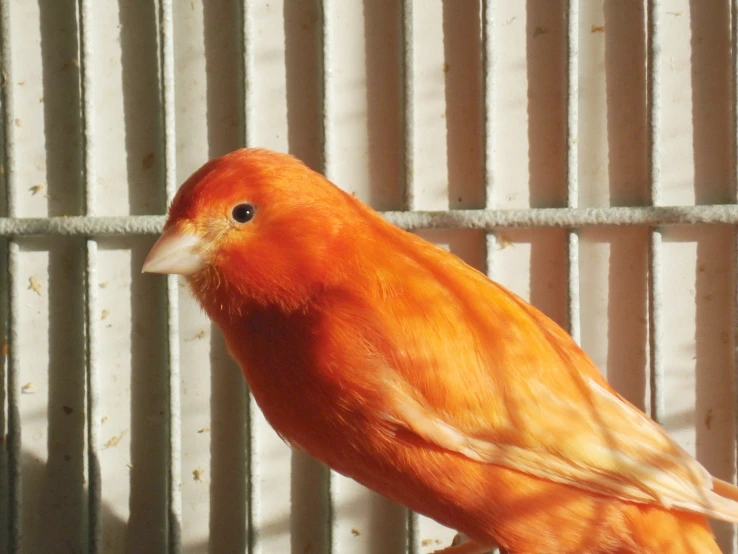 a orange bird standing on a perch in front of a fence