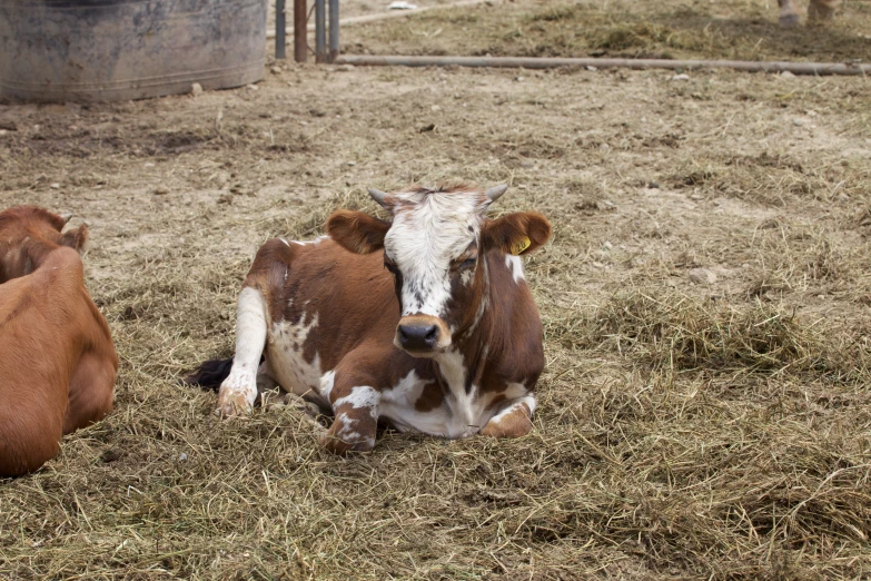 two cows laying on the ground while one has its head up