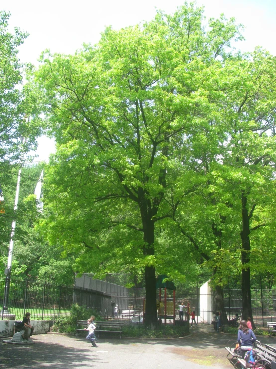 a park filled with lots of green trees next to a forest