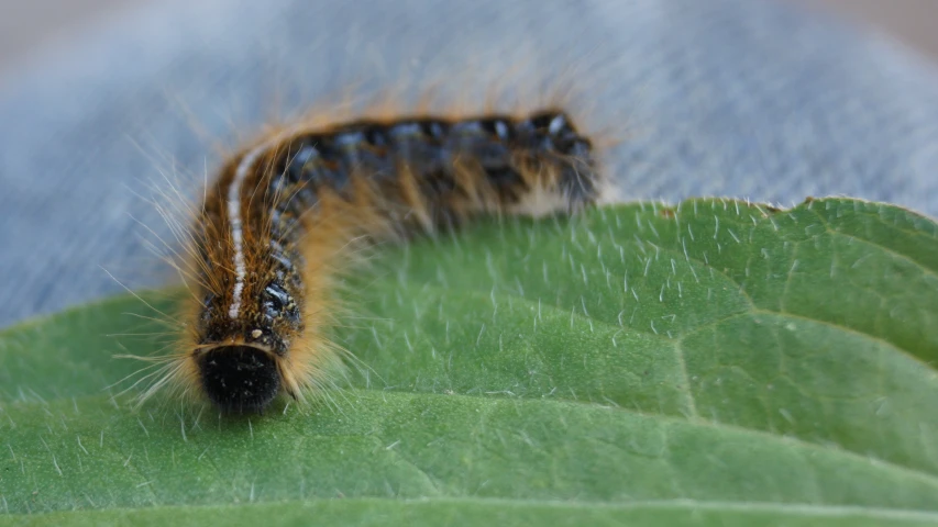 the caterpillar is on a leaf looking for food