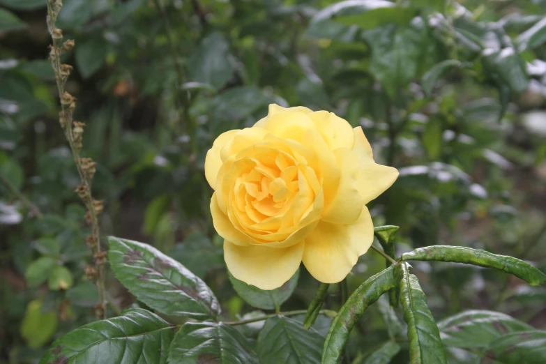 a yellow rose with dark green leaves around it