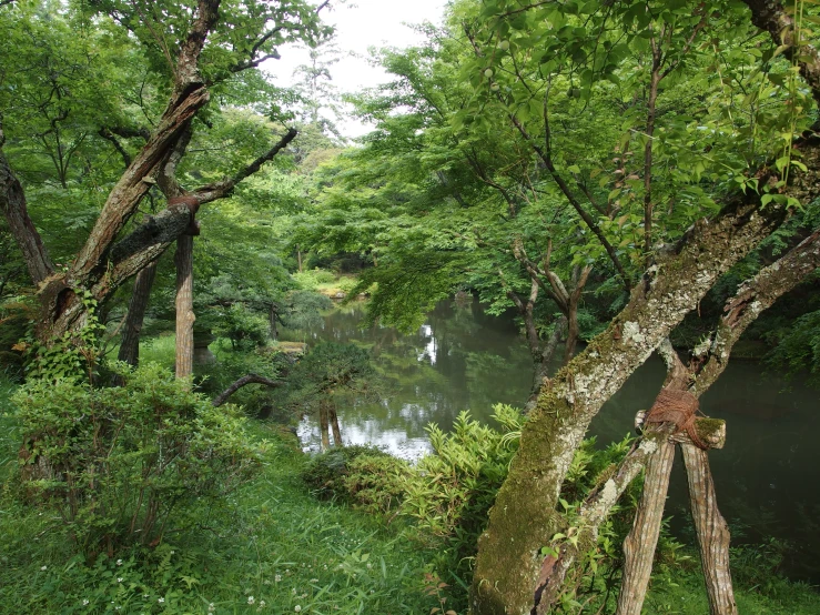 the view of a water source with lush green plants on both sides