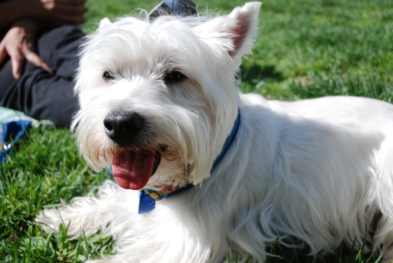 a white dog with his tongue hanging out