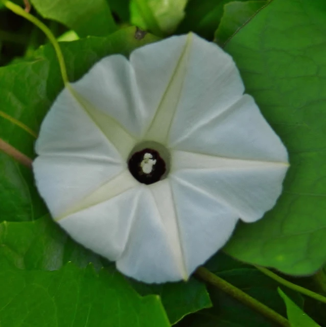 a flower that is made from a cloth