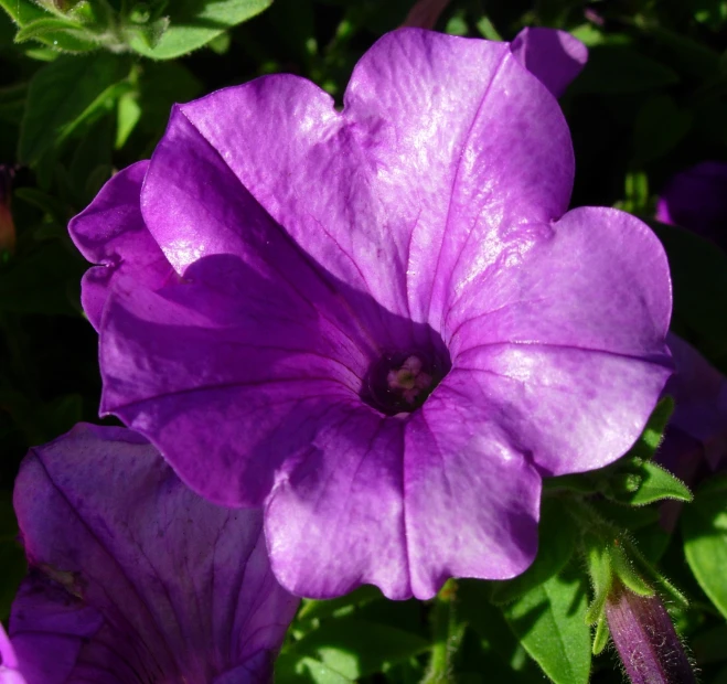 several violet colored flowers blooming around the green leaves