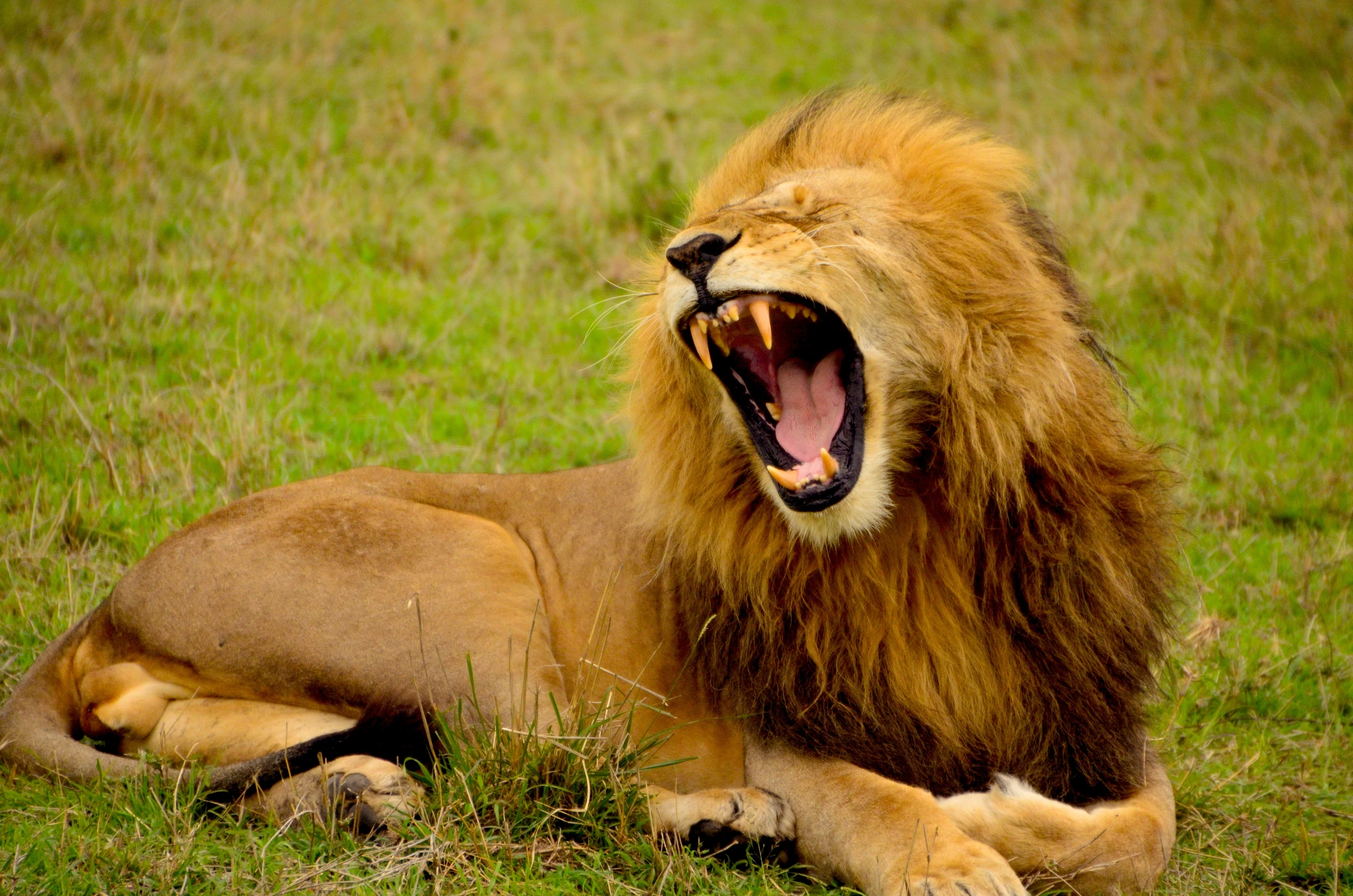 a large adult lion yawns and shows its teeth