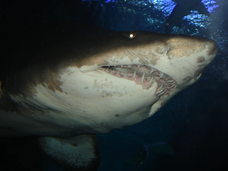 a shark is shown close up while underwater