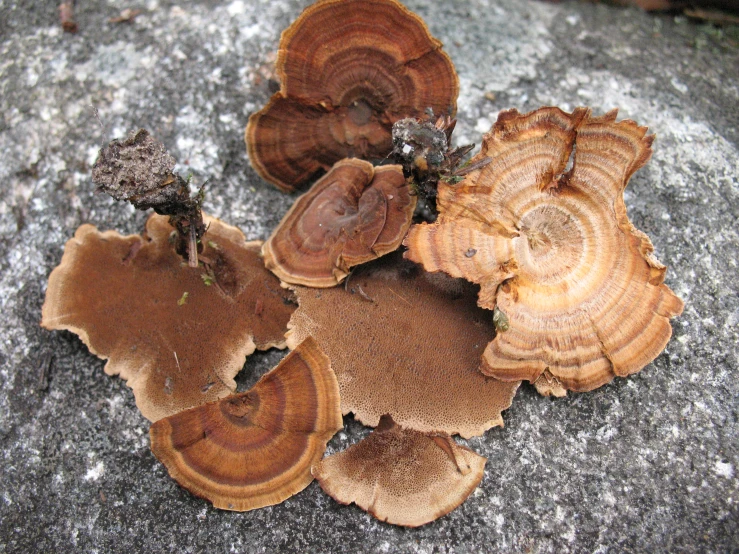 many brown mushrooms that are on the ground