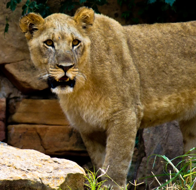 the lion stands on top of some large rocks