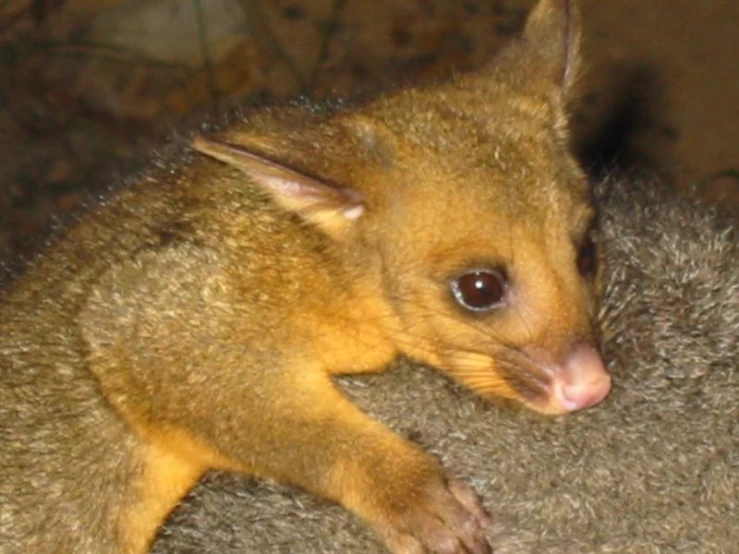 an animal lying down on a grey carpet