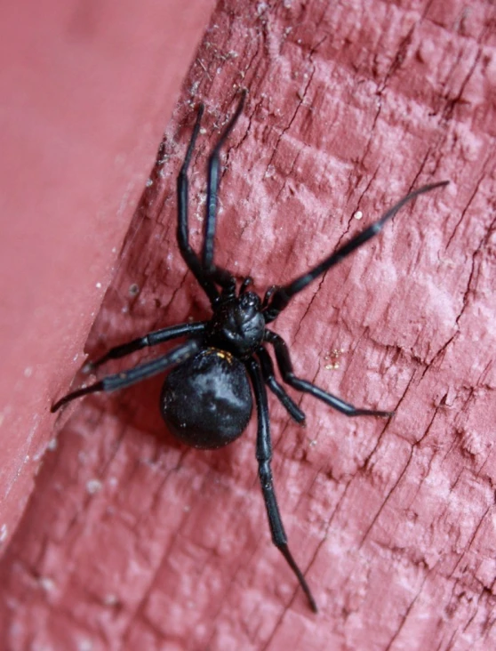 the large spider is sitting on the wooden surface