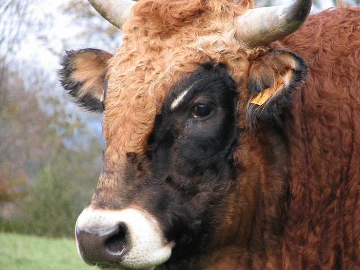 a cow is looking at the camera in the pasture