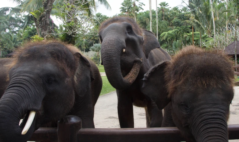 elephants are touching trunks behind a metal fence