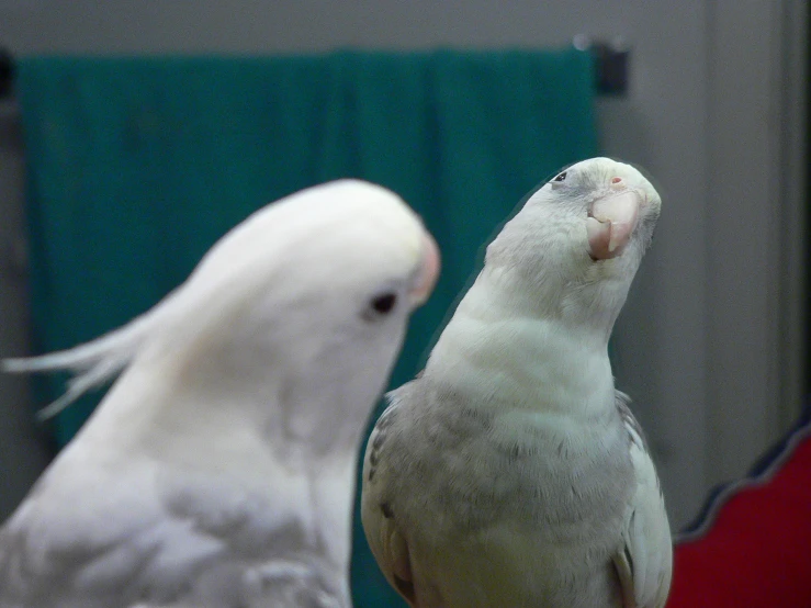 a close up of two birds next to each other