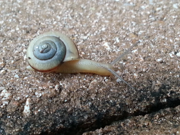 a small snail crawling across a cement ground