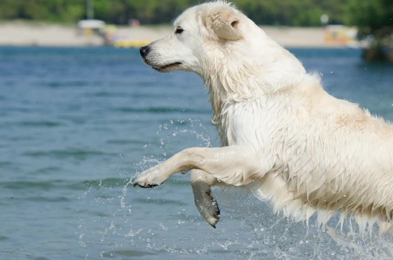 a white dog jumping in the air with a fish