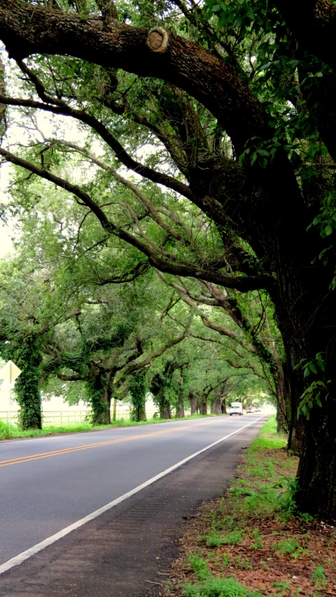 a street with trees lined along the side of it