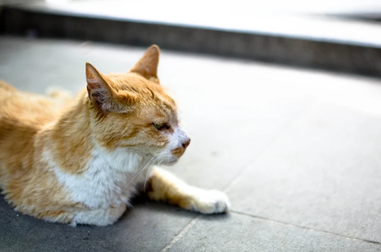 a cat is sitting down on the floor