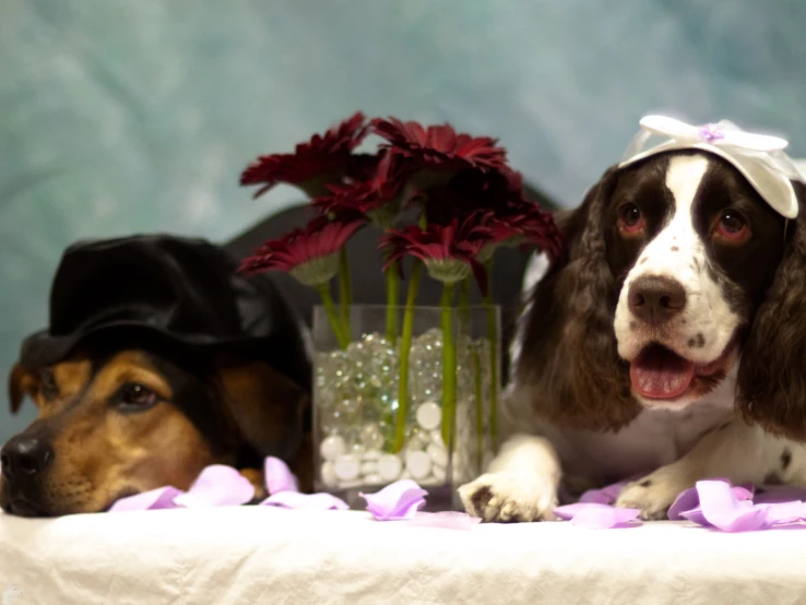 two dogs in costumes lying next to each other