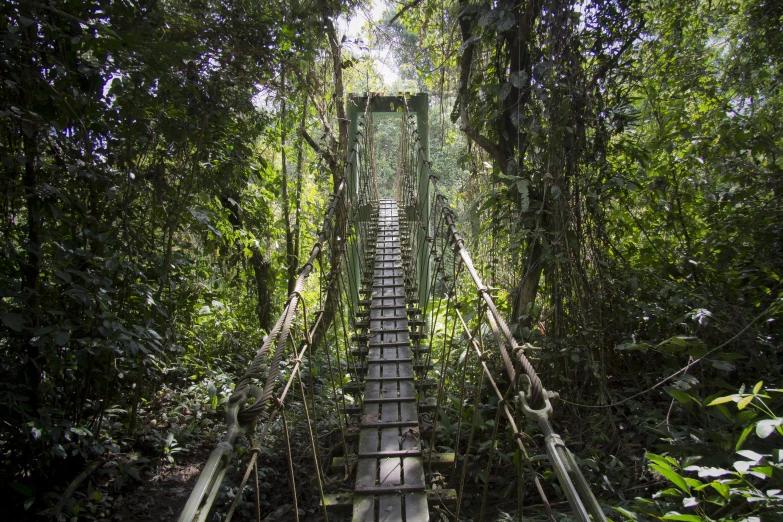 a suspension bridge surrounded by dense trees and plants