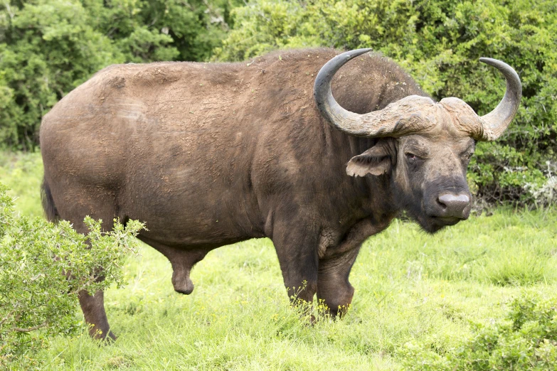 large brown buffalo with horns in grassy area