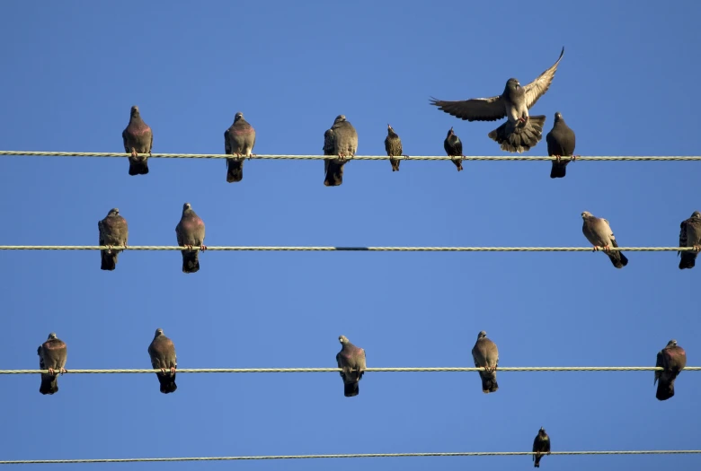 a bunch of birds sitting on wire wires in front of a blue sky