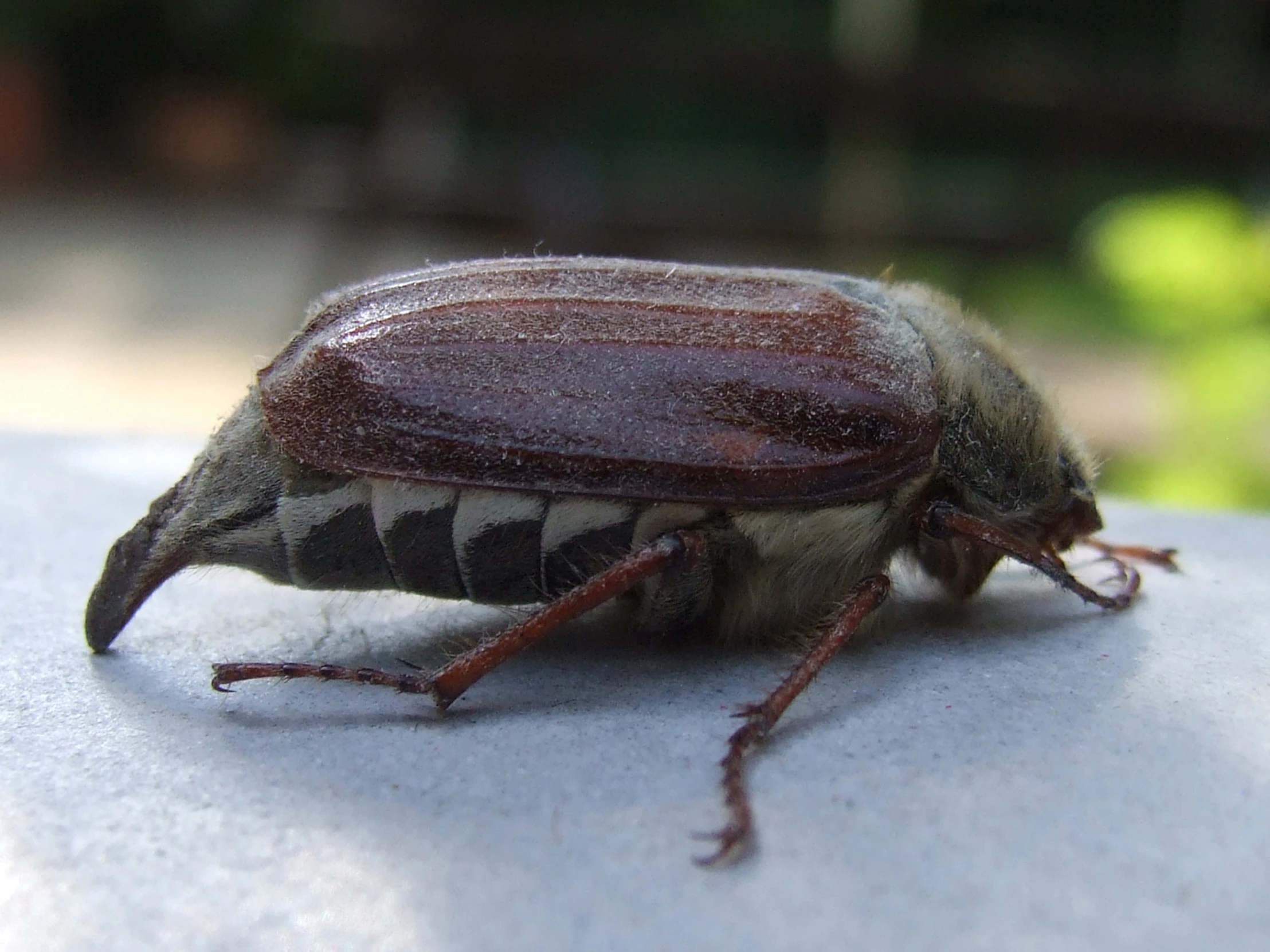 a bug crawling on the surface of a building