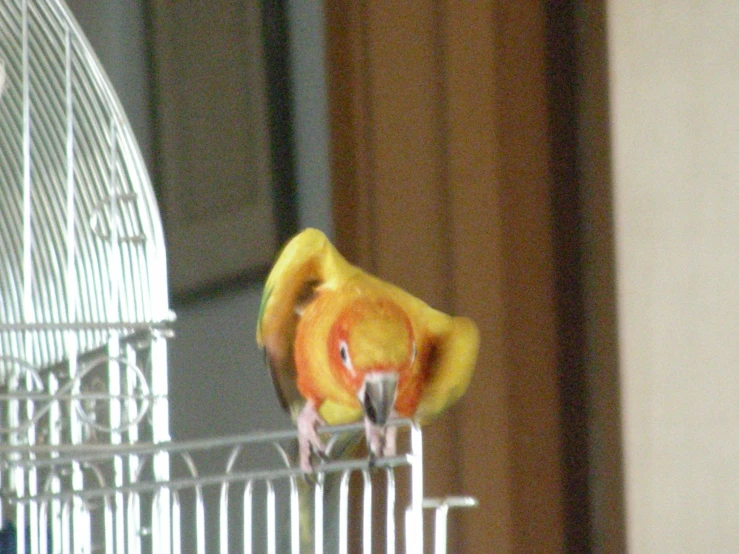 a small bird that is on top of a cage