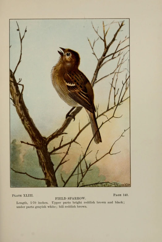an old picture of a bird perched in a tree