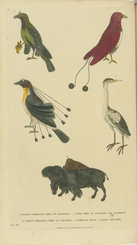 a book with birds and other animals on the cover