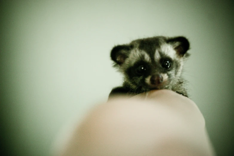 an animal with two eyes on it and a human next to the camera