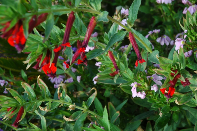 small flowers growing on stems and green leaves