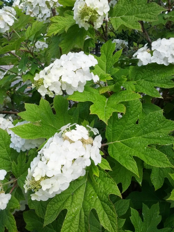 a bush full of white flowers on green leaves
