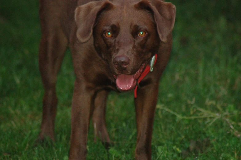 a very cute brown dog walking through a grass field