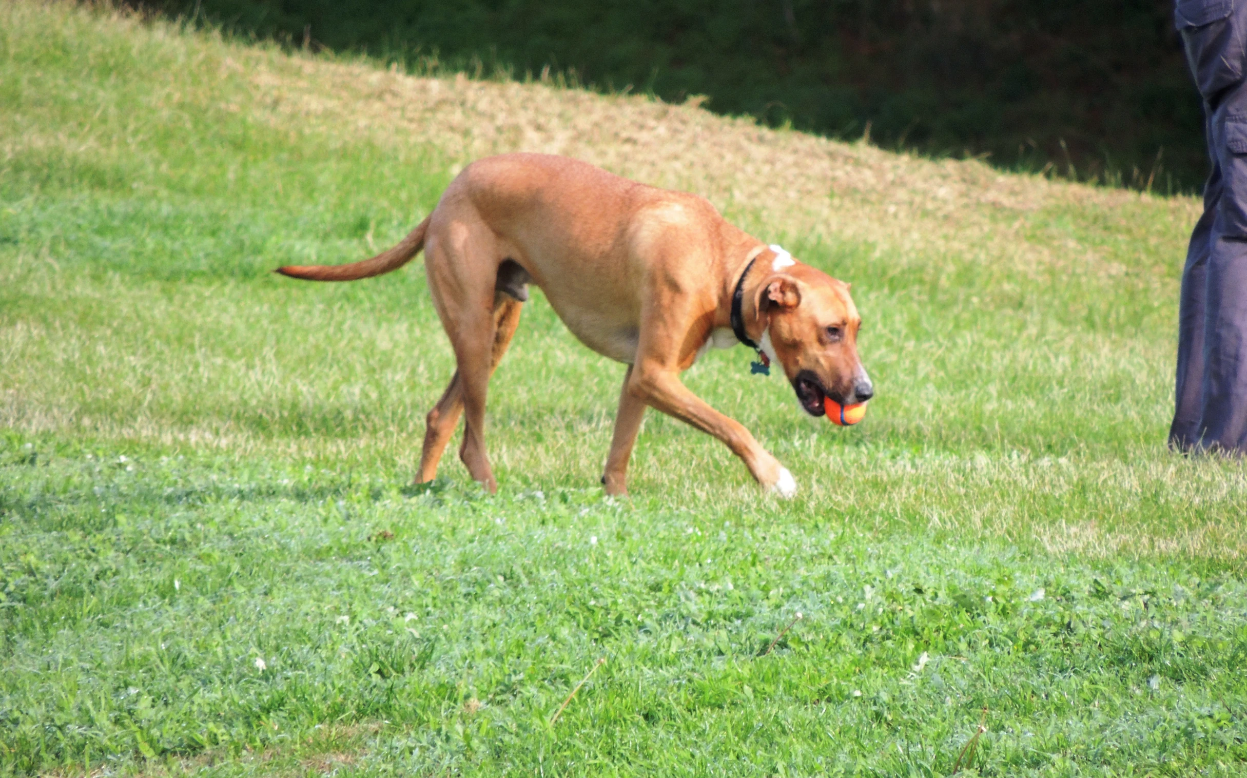 the dog has a frisbee in his mouth