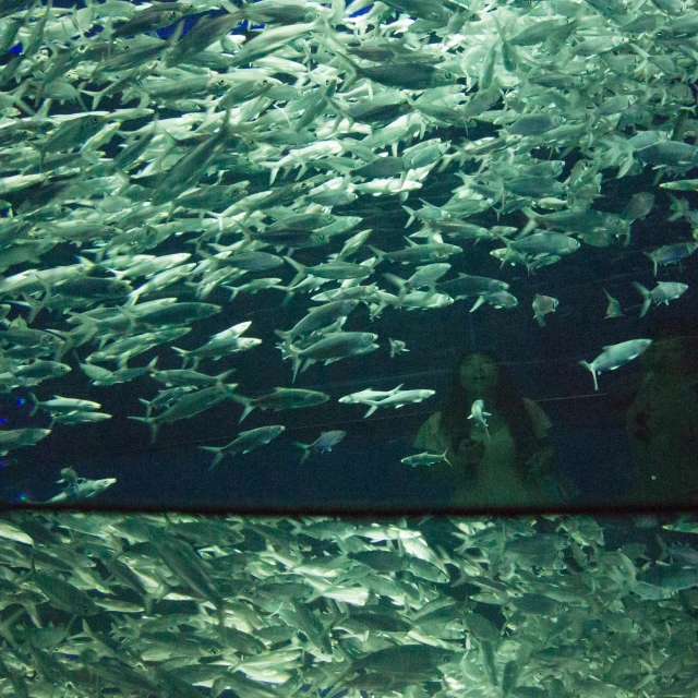 several large fish in the water with many smaller ones