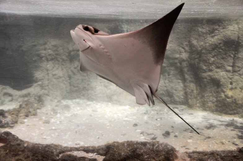 an unfurnished manta ray swimming over sand and gravel