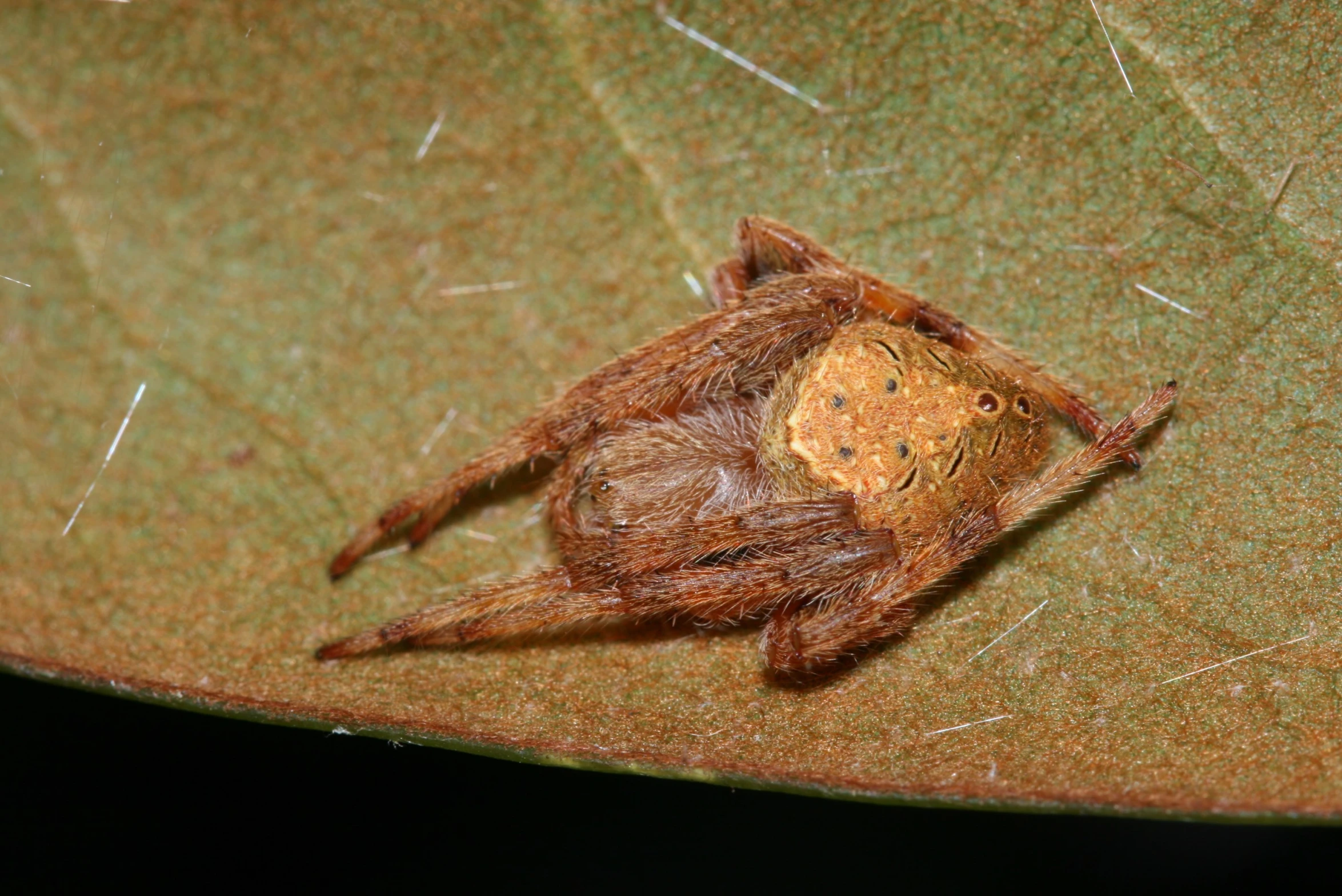 an insect is shown laying on a leaf