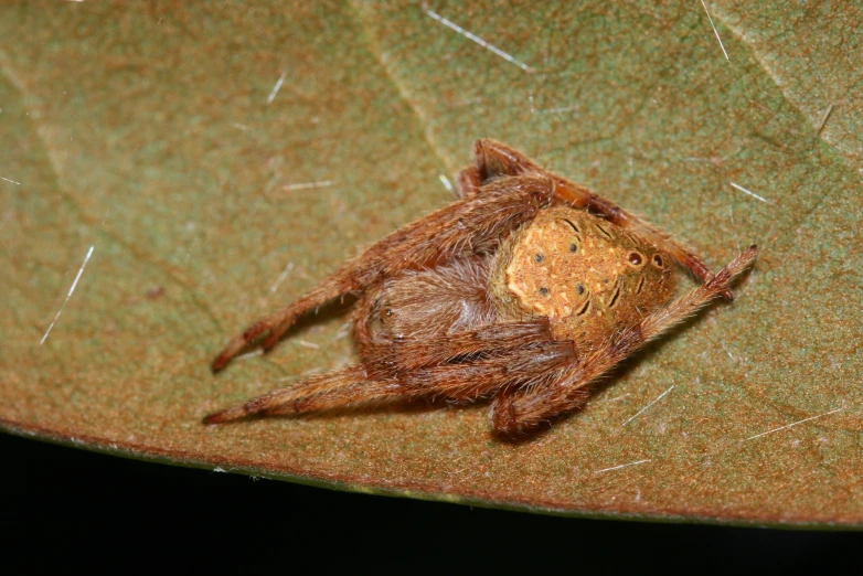 an insect is shown laying on a leaf