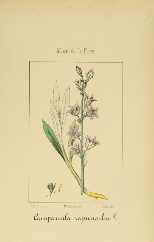 an antique botanical drawing of a flowering plant