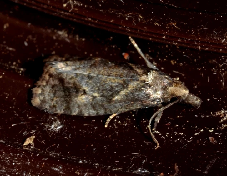 a close up view of a gray moth in some dirt