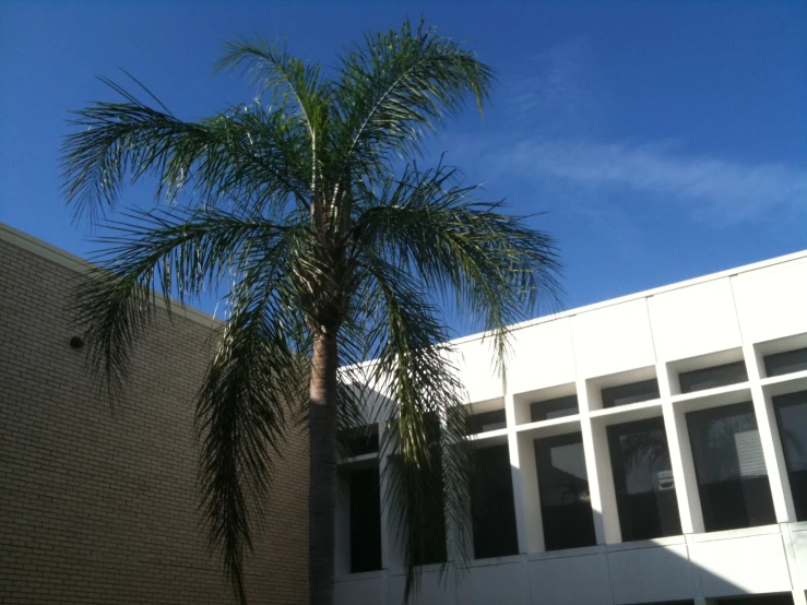 the large palm tree is on the front of the building
