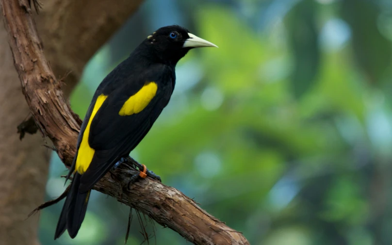 yellow and black bird perched on top of tree nch