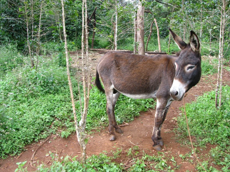 a donkey standing on top of a dirt road