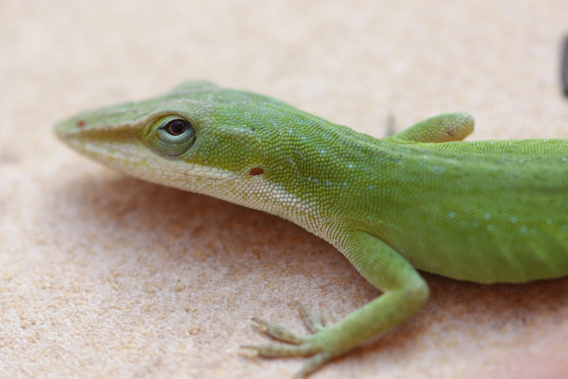 small green lizard sitting on someone's hand