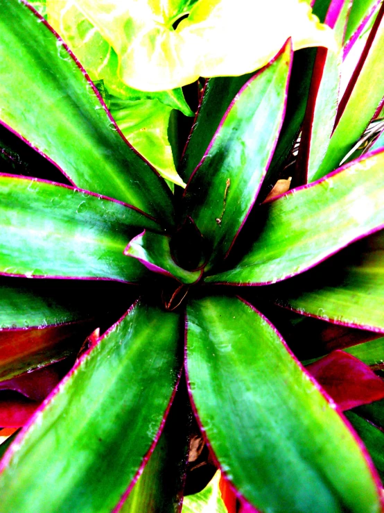 a large flower with leaves in the middle of it