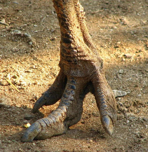 a dirty animal has his foot sticking out in the dirt