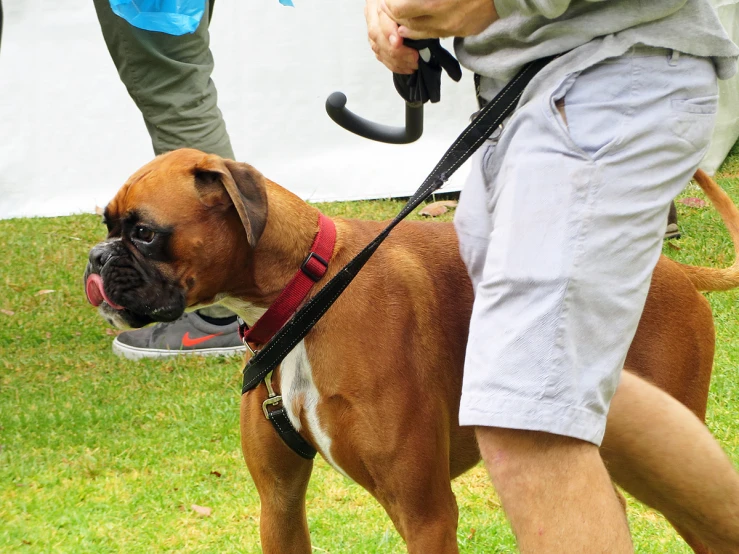 a boxer dog on a leash is being held by someone
