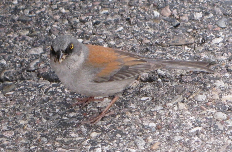 a small bird stands alone on some rocks